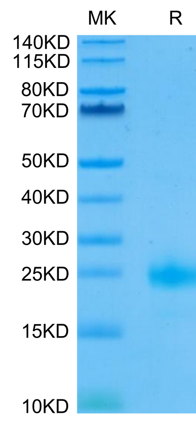 Biotinylated IL-4 on Tris-Bis PAGE under reduced condition. The purity is greater than 95%.