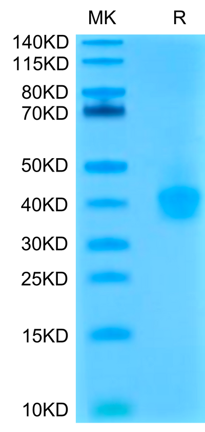 Cynomolgus/Rhesus macaque PD-L1 on Tris-Bis PAGE under reduced condition. The purity is greater than 95%.