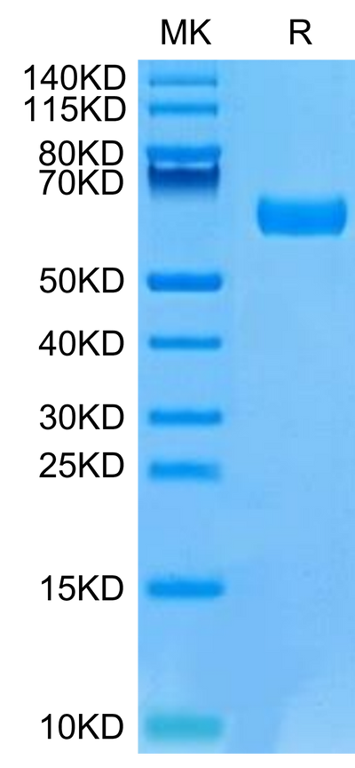 Mouse B7-H5 on Tris-Bis PAGE under reduced condition. The purity is greater than 95%.