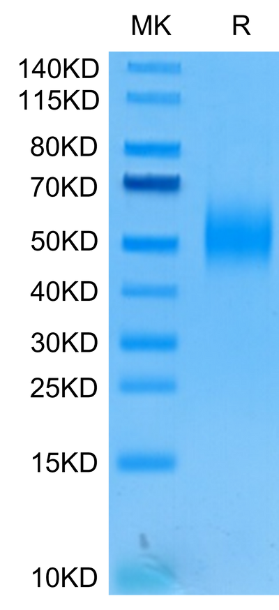 Human 2B4 on Tris-Bis PAGE under reduced condition. The purity is greater than 95%.