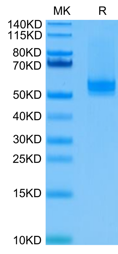 Human BAFF Trimer on Tris-Bis PAGE under reduced condition. The purity is greater than 95%.