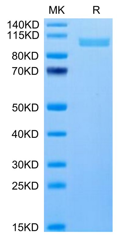 Human ITGA2B&ITGB3 on Tris-Bis PAGE under reduced condition. The purity is greater than 95%.