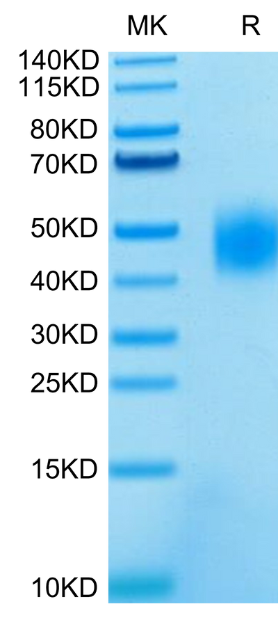 Human SLAMF7 on Tris-Bis PAGE under reduced condition. The purity is greater than 95%.