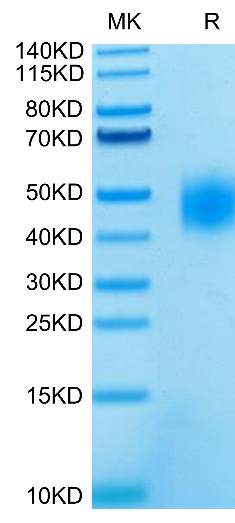 Human SLAMF7 on Tris-Bis PAGE under reduced condition. The purity is greater than 95%.