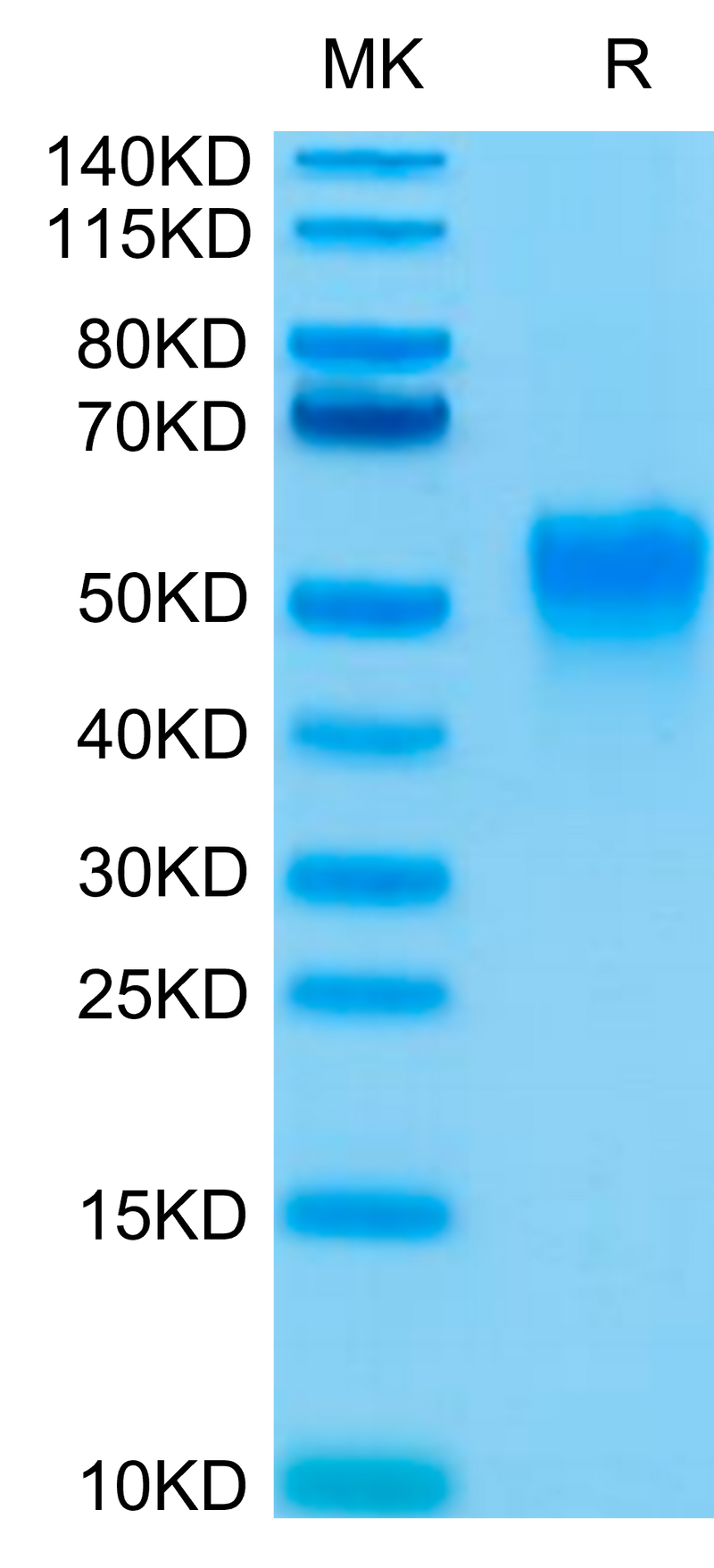 Biotinylated Human Fc gamma RIIIA (V176) on Tris-Bis PAGE under reduced condition. The purity is greater than 95%.