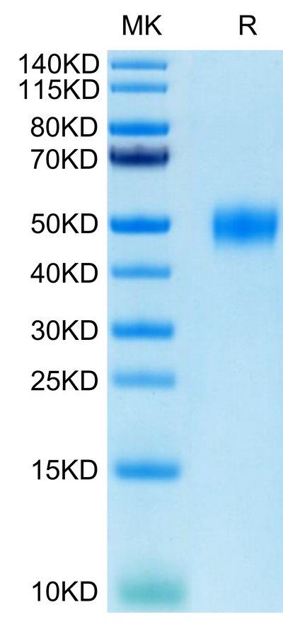 Human CD24 on Tris-Bis PAGE under reduced conditions. The purity is greater than 95%.