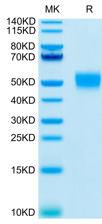 Human CD24 on Tris-Bis PAGE under reduced conditions. The purity is greater than 95%.