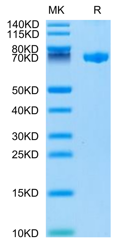 Biotinylated Human CLEC2D on Tris-Bis PAGE under reduced condition. The purity is greater than 95%.