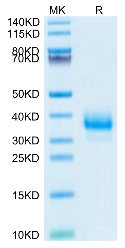 Cynomolgus Fc gamma RIIB on Tris-Bis PAGE under reduced condition. The purity is greater than 95%.