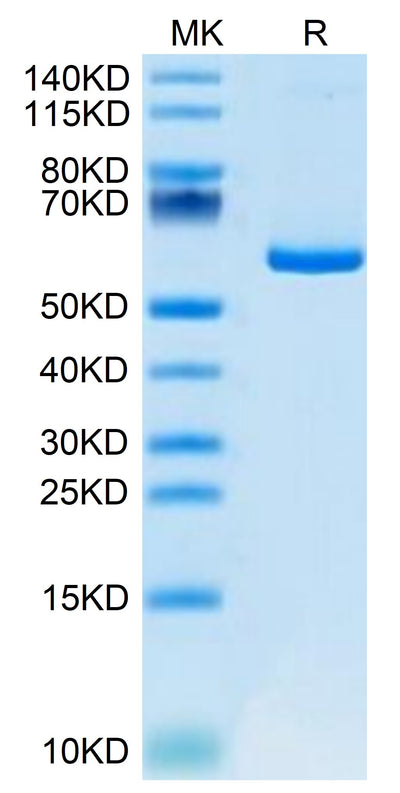 Mouse APLN on Tris-Bis PAGE under reduced condition. The purity is greater than 95%.