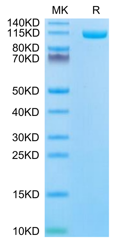 Biotinylated Human ENPP-1 on Tris-Bis PAGE under reduced condition. The purity is greater than 95%.