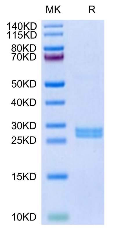 Mouse Hepcidin on Tris-Bis PAGE under reduced condition. The purity is greater than 95%.