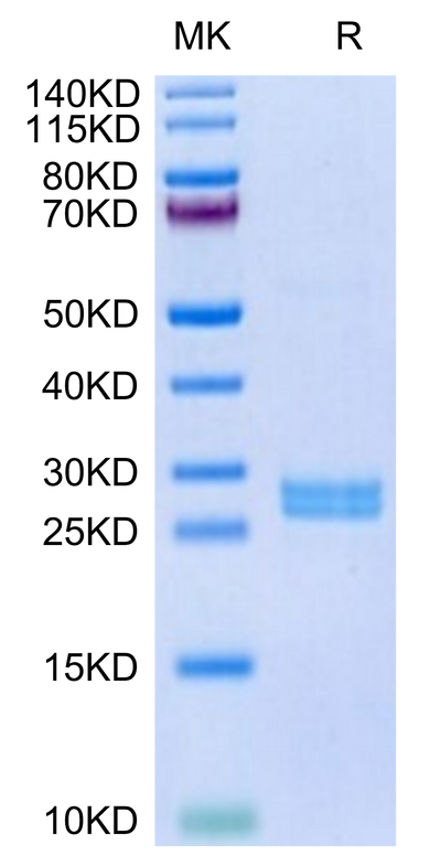 Human Hepcidin on Tris-Bis PAGE under reduced condition. The purity is greater than 95%.