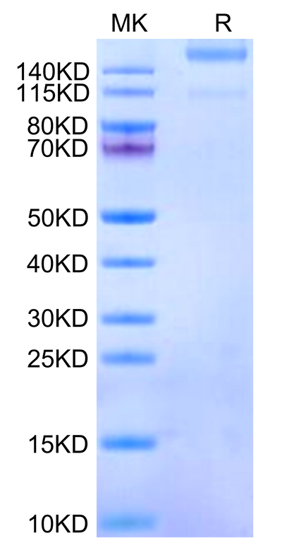 Human ITGA1&ITGB1 on Tris-Bis PAGE under reduced condition. The purity is greater than 95%.