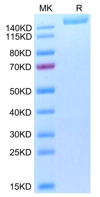 Biotinylated SARS-COV-2 Spike S (Omicron B.1.1.529) Trimer on Tris-Bis PAGE under reduced condition. The purity is greater than 95%.