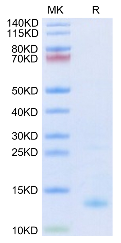 Biotinylated Human CXCL4 on Tris-Bis PAGE under reduced condition. The purity is greater than 95%.