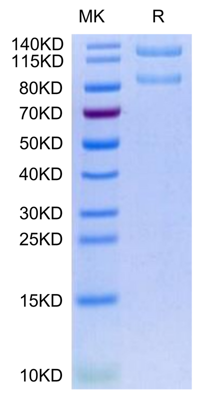 Human ITGAX&ITGB2 on Tris-Bis PAGE under reduced condition. The purity is greater than 95%.