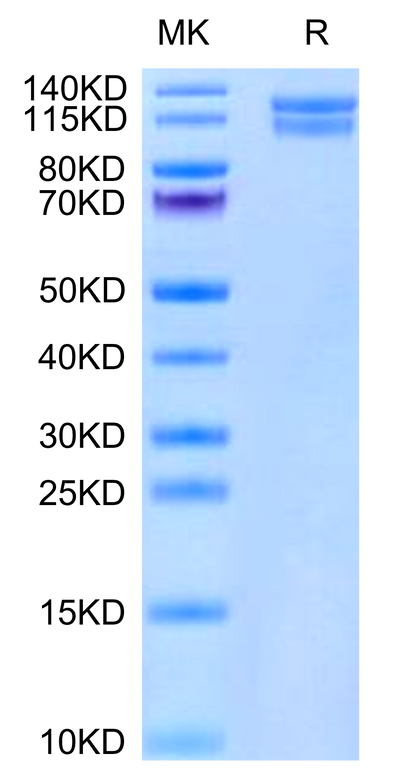 Mouse ITGA2&ITGB1 on Tris-Bis PAGE under reduced condition. The purity is greater than 95%.