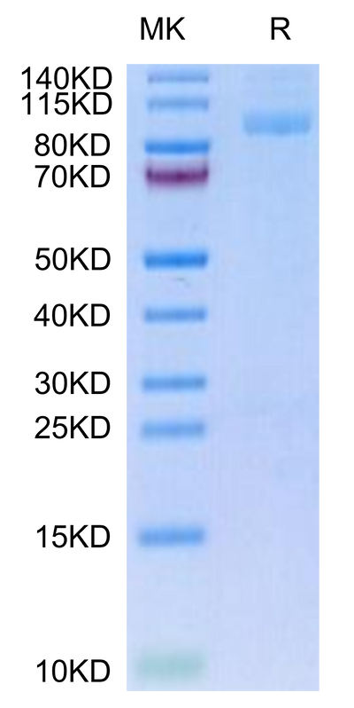 Mouse ITGA2B&ITGB3 on Tris-Bis PAGE under reduced condition. The purity is greater than 95%.