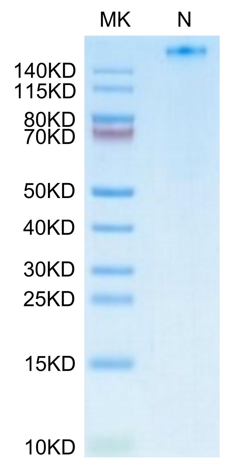 Human HLA-A*02:01&B2M&NY-ESO-1 (SLLMWITQV) Tetramer on Tris-Bis PAGE under Non reducing (N) condition. The purity is greater than 95%.