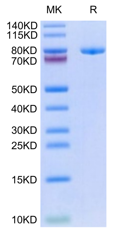 Biotinylated Human Transferrin R on Tris-Bis PAGE under reduced condition. The purity is greater than 95%.