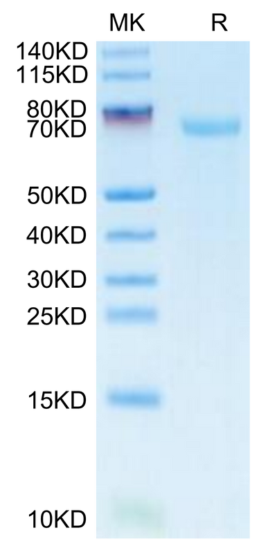 FITC-Labeled Human B7-H3 on Tris-Bis PAGE under reduced condition. The purity is greater than 95%.