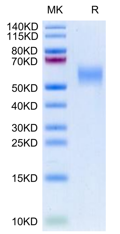 Biotinylated Cynomolgus GFRAL on Tris-Bis PAGE under reduced condition. The purity is greater than 95%.