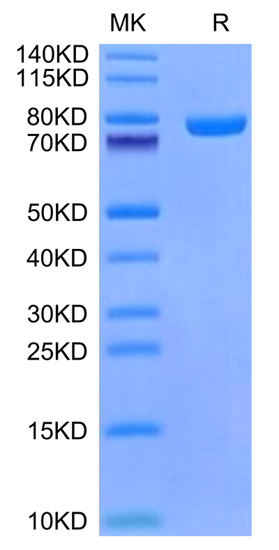 Mouse CD228 on Tris-Bis PAGE under reduced condition. The purity is greater than 95%.