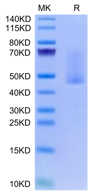 Rabbit Syndecan-1 on Tris-Bis PAGE under reduced condition. The purity is greater than 90%.