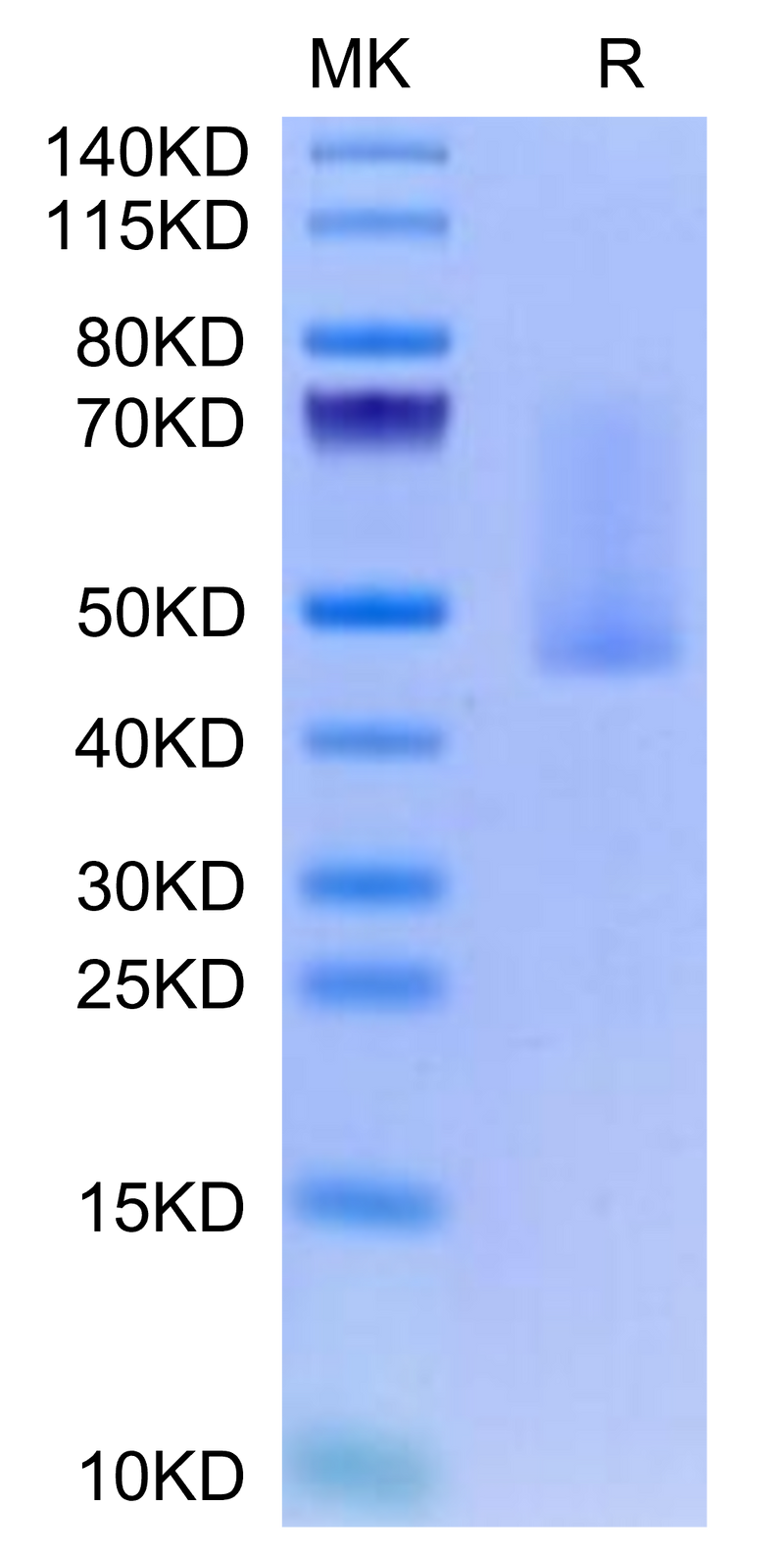 Rabbit Syndecan-1 on Tris-Bis PAGE under reduced condition. The purity is greater than 90%.