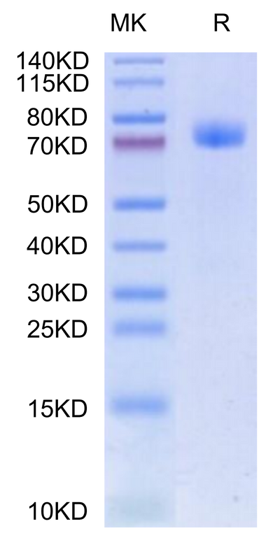 Human GFRAL on Tris-Bis PAGE under reduced condition. The purity is greater than 95%.