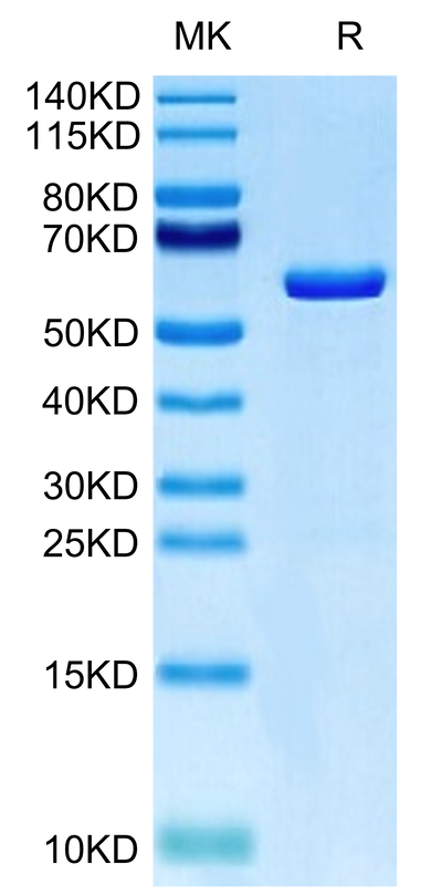 Human TRAIL Trimer on Tris-Bis PAGE under reduced condition. The purity is greater than 95%.