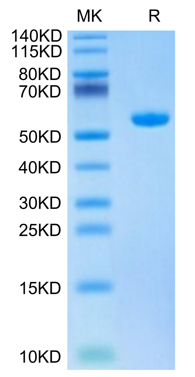 Biotinylated Human HLA-A*02:01&B2M&HBV (FLLTRILTI) Monomer on Tris-Bis PAGE under reduced condition. The purity is greater than 95%.