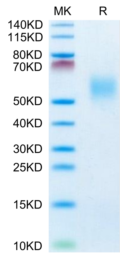 Cynomolgus FGFR2 beta (IIIb) on Tris-Bis PAGE under reduced condition. The purity is greater than 95%.