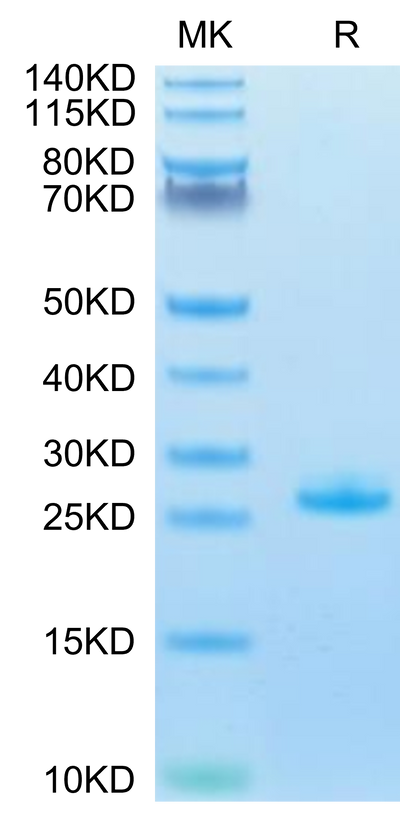 Human FGF21 on Tris-Bis PAGE under reduced condition. The purity is greater than 95%.