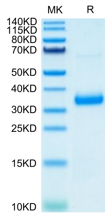 SARS-COV-2 Spike RBD (N501Y,K417N,E484K) on Tris-Bis PAGE under reduced condition. The purity is greater than 95%.