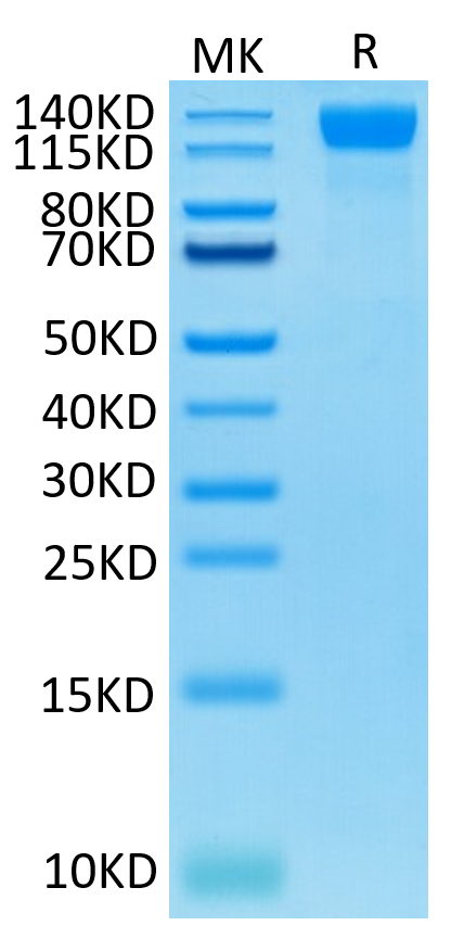 Human VEGF R2 on Tris-Bis PAGE under reduced condition. The purity is greater than 95%.