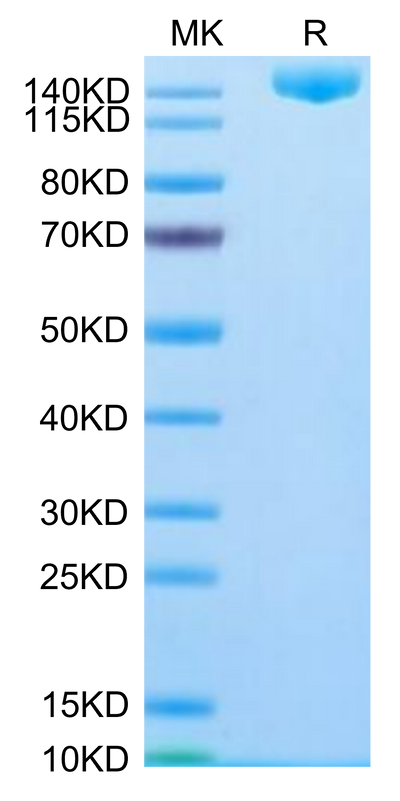 SARS-COV-2 Spike S (Omicron B.1.1.529) Trimer on Tris-Bis PAGE under reduced condition. The purity is greater than 95%.