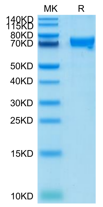 Cynomolgus CRTAM on Tris-Bis PAGE under reduced condition. The purity is greater than 95%.