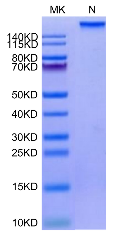 Human HLA-A*02:01&B2M&HPV16 E7 (YMLDLQPET) Tetramer on Tris-Bis PAGE under under Non reducing (N) condition. The purity is greater than 95%.