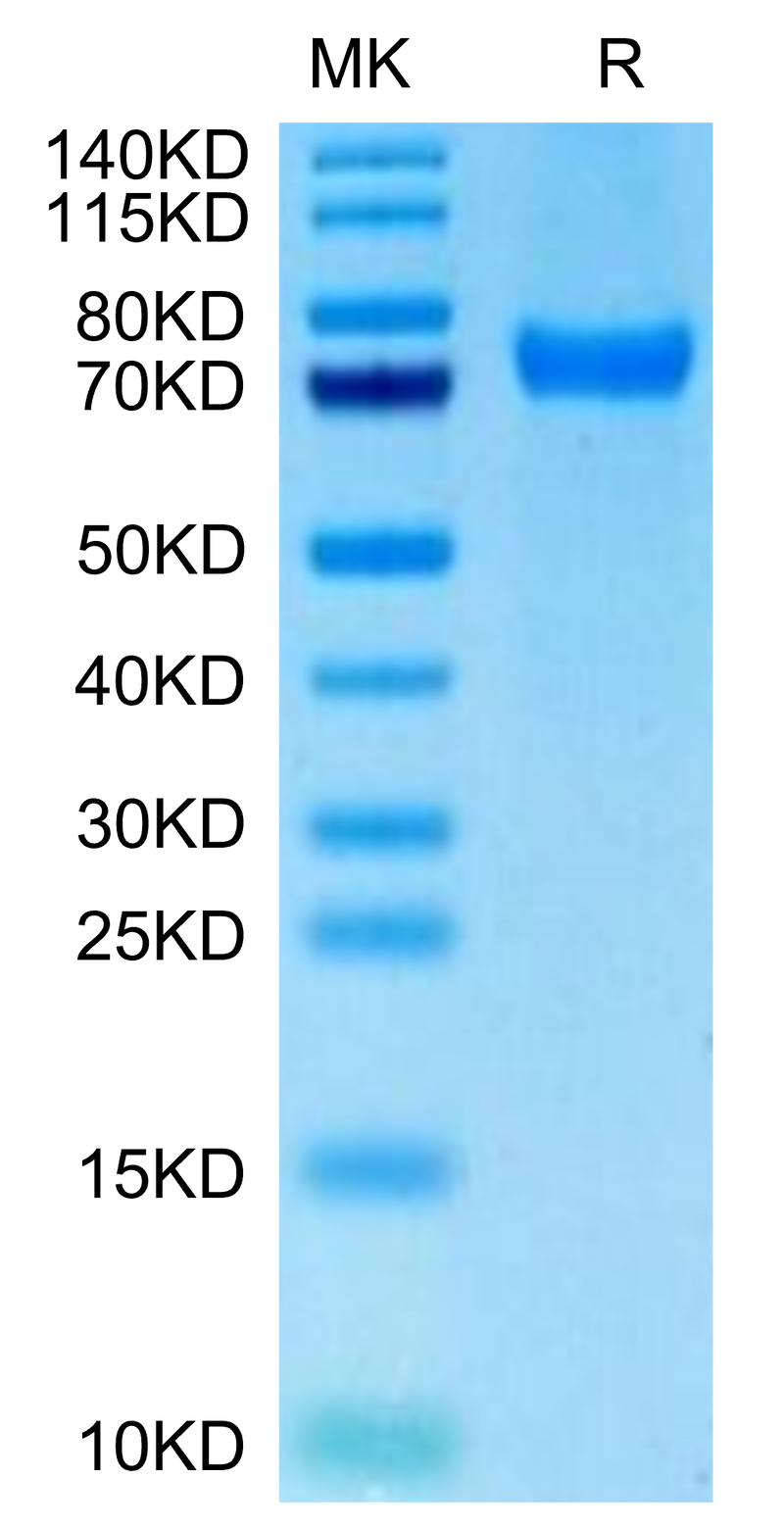 Biotinylated Human CD229 on Tris-Bis PAGE under reduced condition. The purity is greater than 95%.