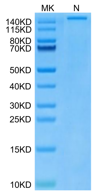 Human HLA-A*24:02&B2M&Survivin 2B (AYACNTSTL) Tetramer on Tris-Bis PAGE under Non reducing (N) condition. The purity is greater than 95%.