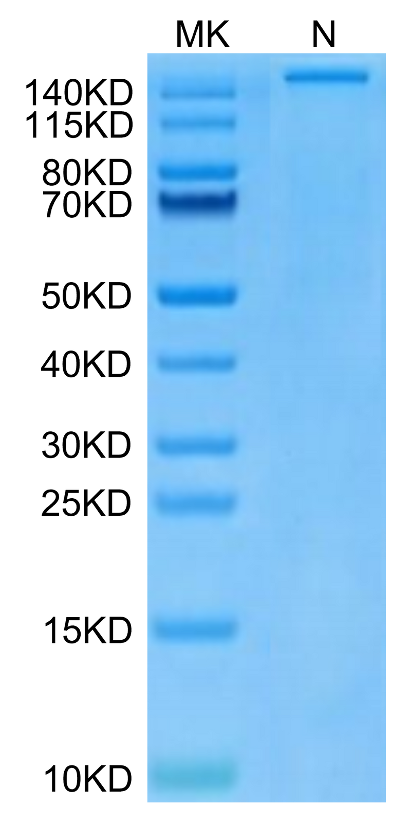 Human HLA-A*24:02&B2M&Survivin 2B (AYACNTSTL) Tetramer on Tris-Bis PAGE under Non reducing (N) condition. The purity is greater than 95%.