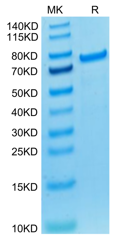 Biotinylated Cynomolgus PADI4 (Primary Amine Labeling) on Tris-Bis PAGE under reduced condition. The purity is greater than 95%.