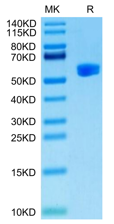 Human HLA-A*24:02&B2M&Survivin 2B (AYACNTSTL) Monomer on Tris-Bis PAGE under reduced condition. The purity is greater than 95%.