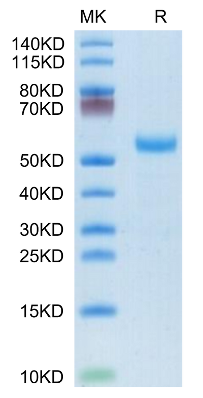 Rhesus macaque DLL3 on Tris-Bis PAGE under reduced condition. The purity is greater than 95%.