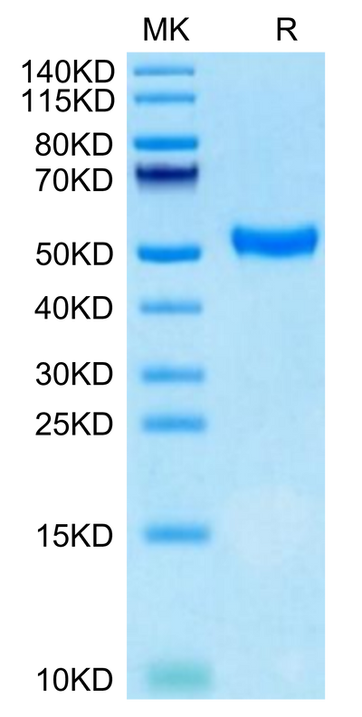 Human CD5 on Tris-Bis PAGE under reduced condition. The purity is greater than 95%.