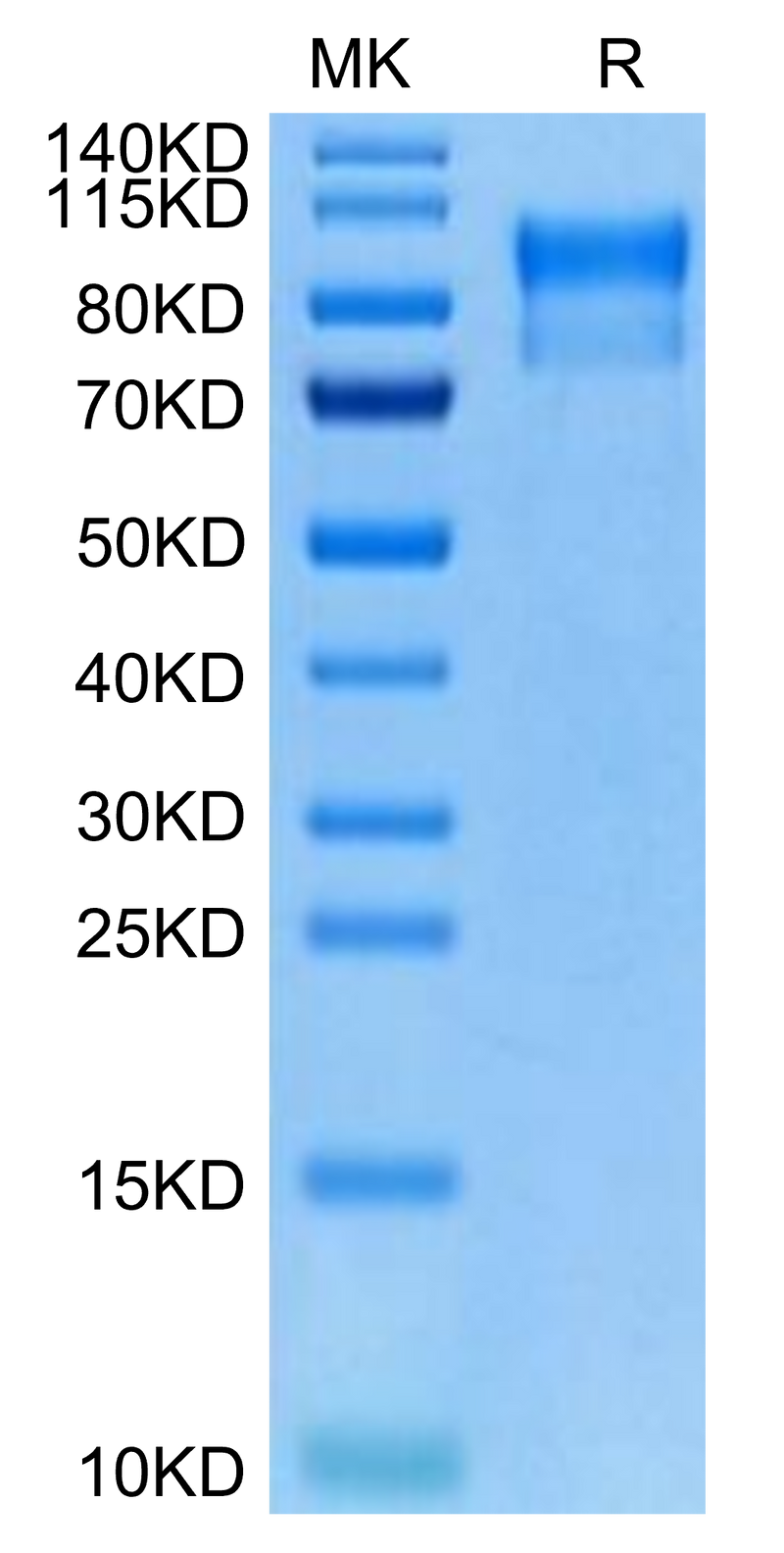 Biotinylated Human Her4 on Tris-Bis PAGE under reduced condition. The purity is greater than 95%.