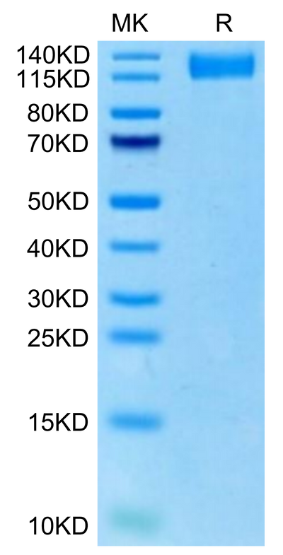 Rhesus macaque VEGF R2 on Tris-Bis PAGE under reduced condition. The purity is greater than 95%.