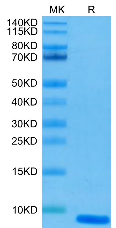 Human EGF on Tris-Bis PAGE under reduced condition. The purity is greater than 95%.